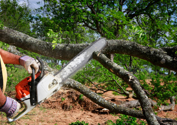 Large Tree Removal in Surf City, NC